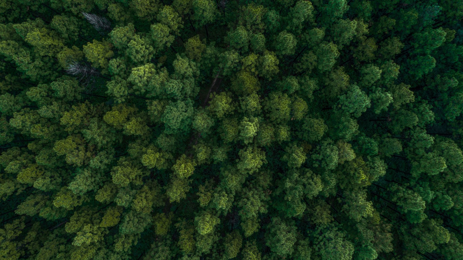 Grønne støttemuligheder i 2025